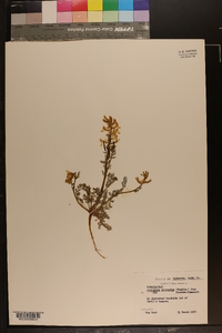 Corydalis micrantha image