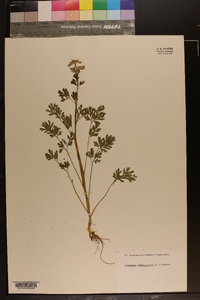 Capnoides sempervirens image