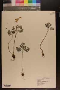 Dicentra cucullaria image