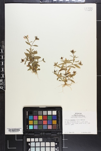 Sabatia calycina image