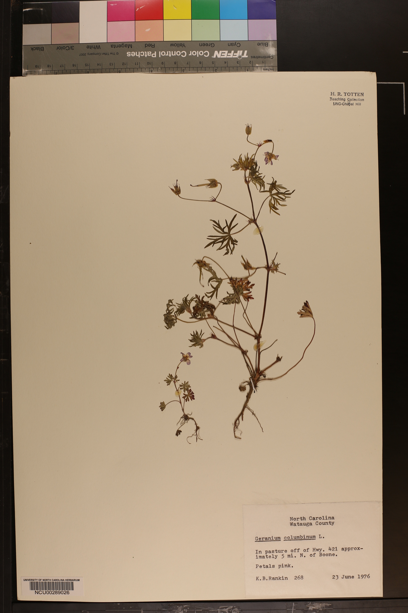 Geranium columbinum image