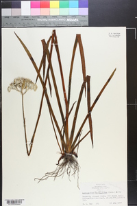 Lachnanthes caroliniana image