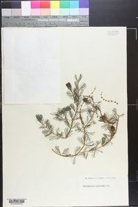 Myriophyllum sibiricum image