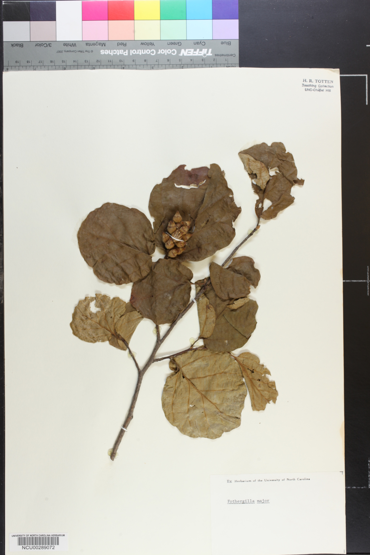 Fothergilla major image