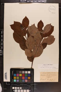 Calycanthus floridus image