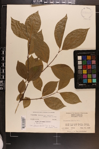 Calycanthus floridus image