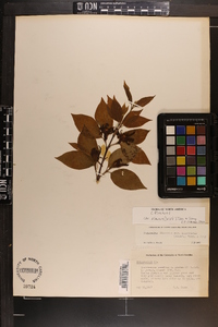 Calycanthus floridus var. glaucus image