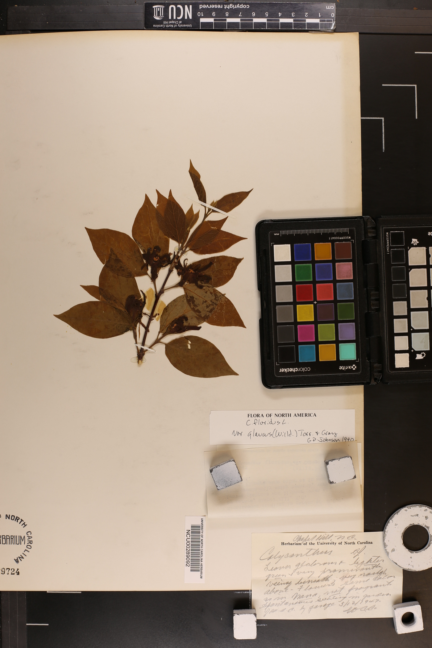Calycanthus floridus var. glaucus image