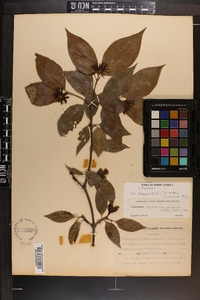 Calycanthus floridus image