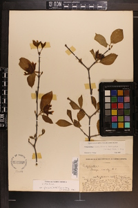 Calycanthus floridus var. glaucus image