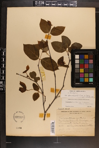 Calycanthus floridus var. glaucus image