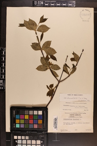 Calycanthus floridus var. glaucus image