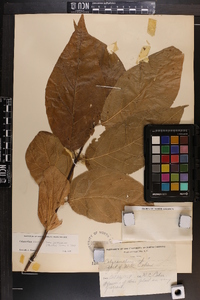 Calycanthus floridus var. glaucus image