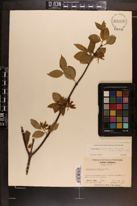 Calycanthus floridus image