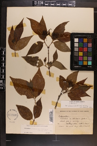 Calycanthus floridus var. glaucus image