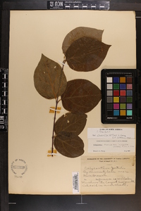 Calycanthus floridus var. glaucus image