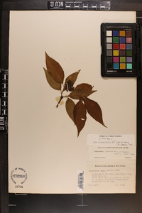 Calycanthus floridus var. glaucus image