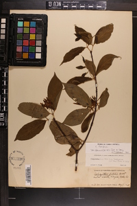 Calycanthus floridus var. glaucus image