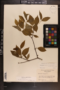 Calycanthus floridus var. glaucus image