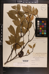 Calycanthus floridus var. glaucus image