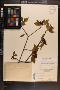 Calycanthus floridus var. glaucus image