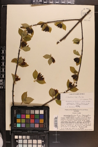 Calycanthus floridus var. floridus image