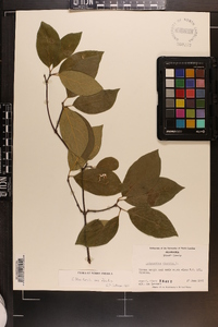 Calycanthus floridus var. floridus image