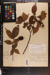 Calycanthus floridus var. glaucus image