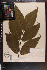 Calycanthus floridus image