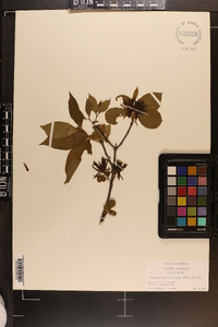 Calycanthus floridus var. glaucus image