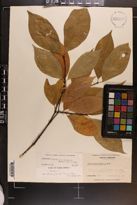 Calycanthus floridus var. glaucus image