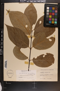 Calycanthus floridus var. glaucus image