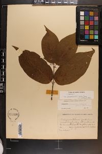 Calycanthus floridus var. glaucus image