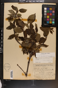 Calycanthus floridus var. glaucus image