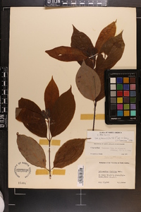 Calycanthus floridus image