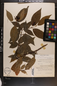 Calycanthus floridus var. glaucus image