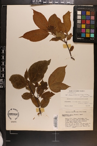 Calycanthus floridus var. glaucus image