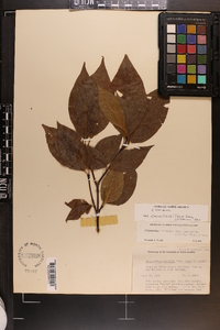 Calycanthus floridus image