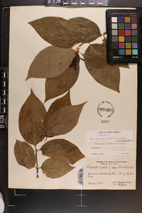 Calycanthus floridus var. glaucus image