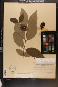 Calycanthus floridus var. glaucus image