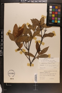 Calycanthus floridus var. glaucus image