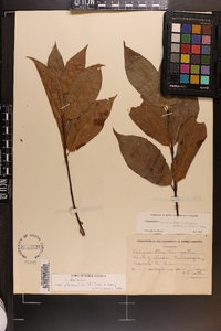 Calycanthus floridus var. glaucus image