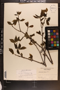 Calycanthus floridus var. glaucus image