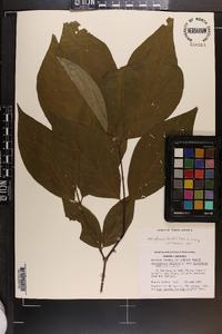 Calycanthus floridus var. glaucus image