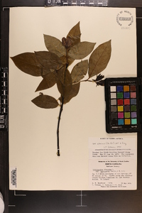 Calycanthus floridus image