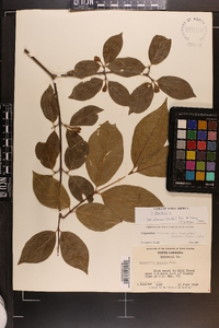 Calycanthus floridus image