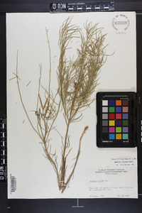 Amsonia ciliata image