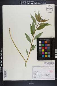 Amsonia tabernaemontana image