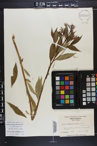 Amsonia tabernaemontana image