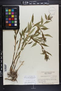 Amsonia tabernaemontana image